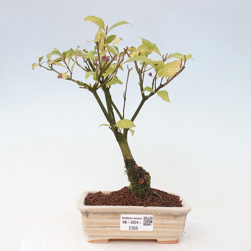 Venkovní bonsai - krásnoplodka - Callicarpa japonica