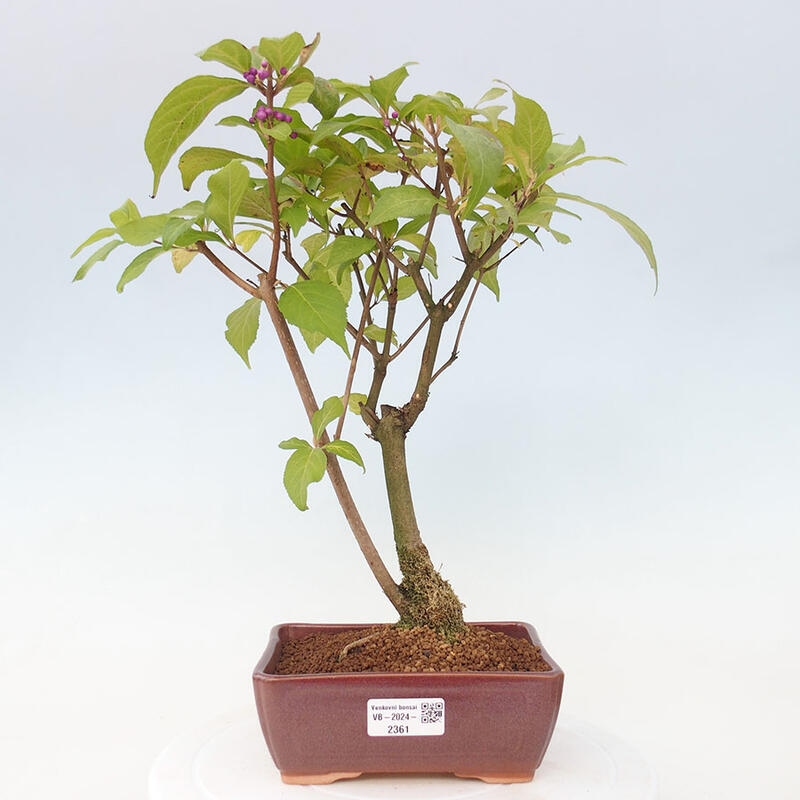 Venkovní bonsai - krásnoplodka - Callicarpa japonica