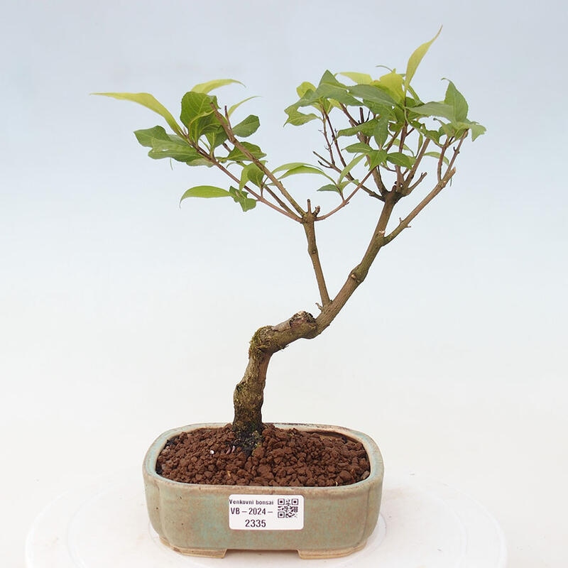 Venkovní bonsai - krásnoplodka - Callicarpa japonica