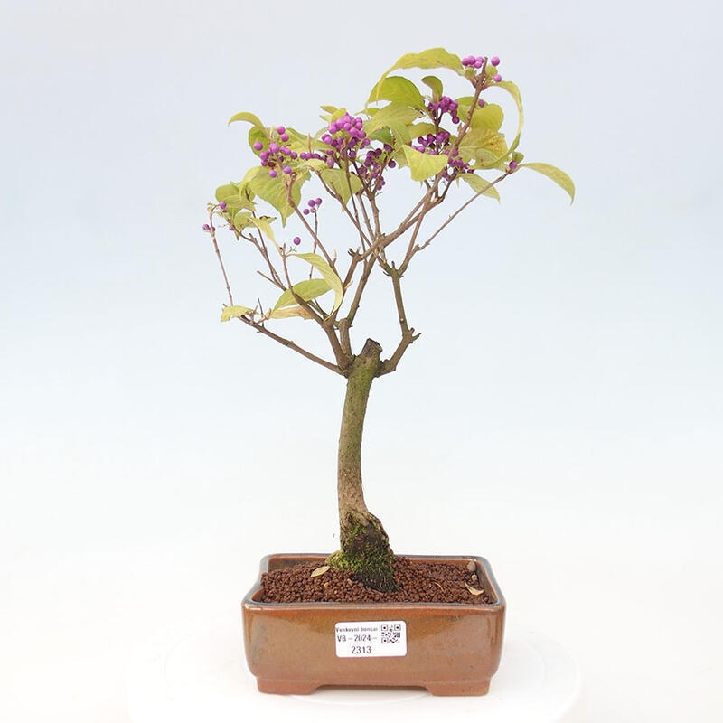 Venkovní bonsai - krásnoplodka - Callicarpa japonica