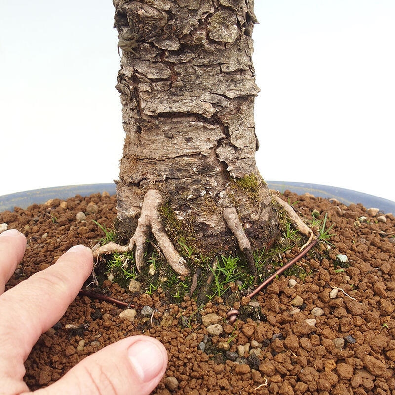 Venkovní bonsai -Larix decidua - Modřín opadavý