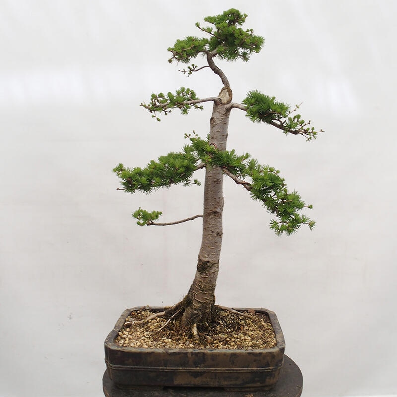 Venkovní bonsai -Larix decidua - Modřín opadavý