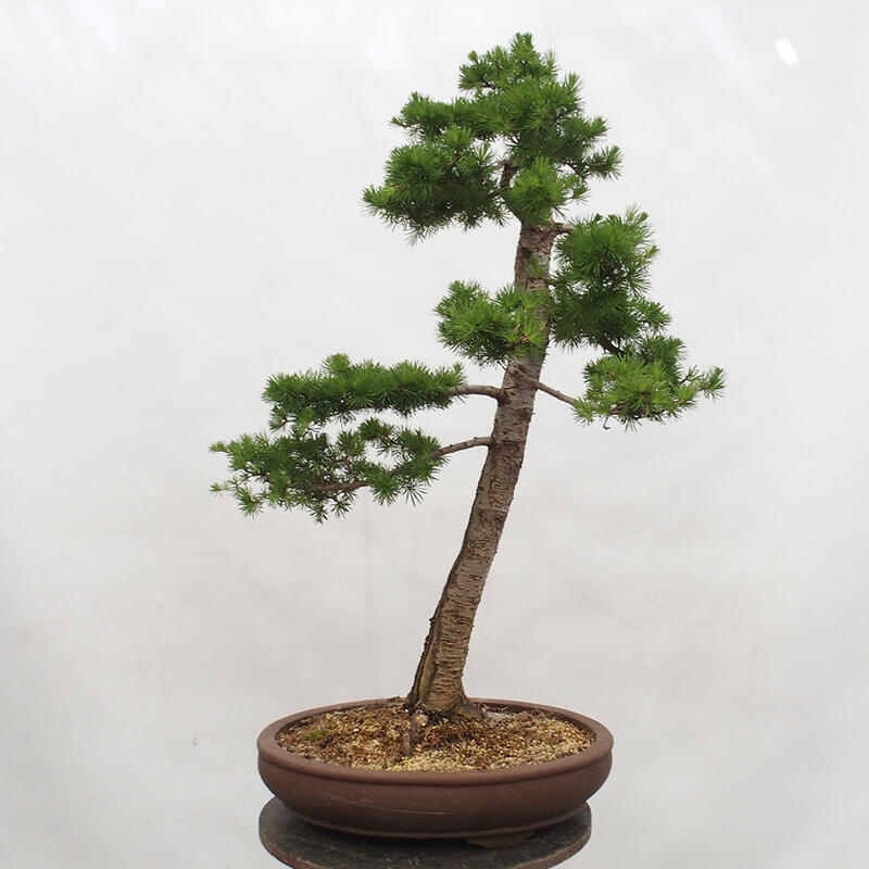 Venkovní bonsai -Larix decidua - Modřín opadavý