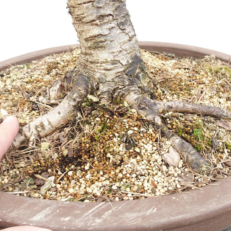 Venkovní bonsai -Larix decidua - Modřín opadavý