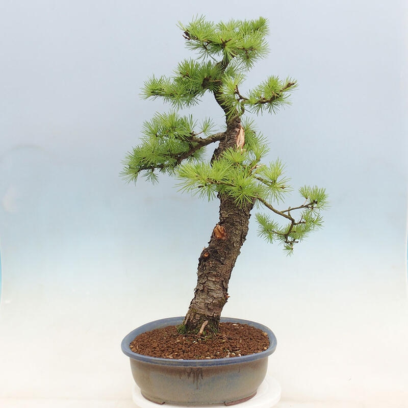 Venkovní bonsai -Larix decidua - Modřín opadavý