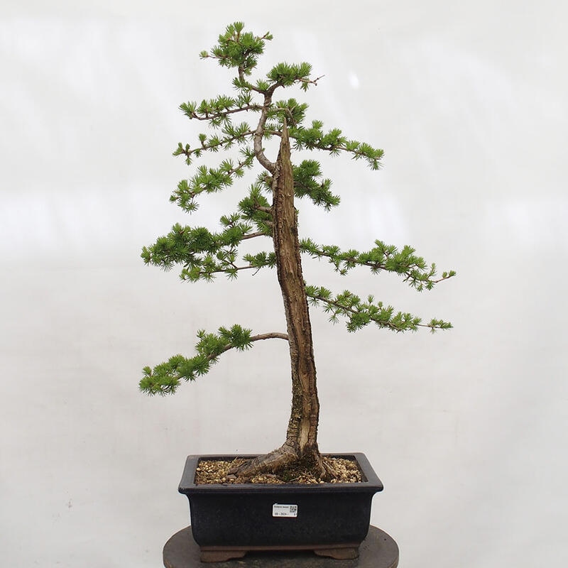 Venkovní bonsai -Larix decidua - Modřín opadavý