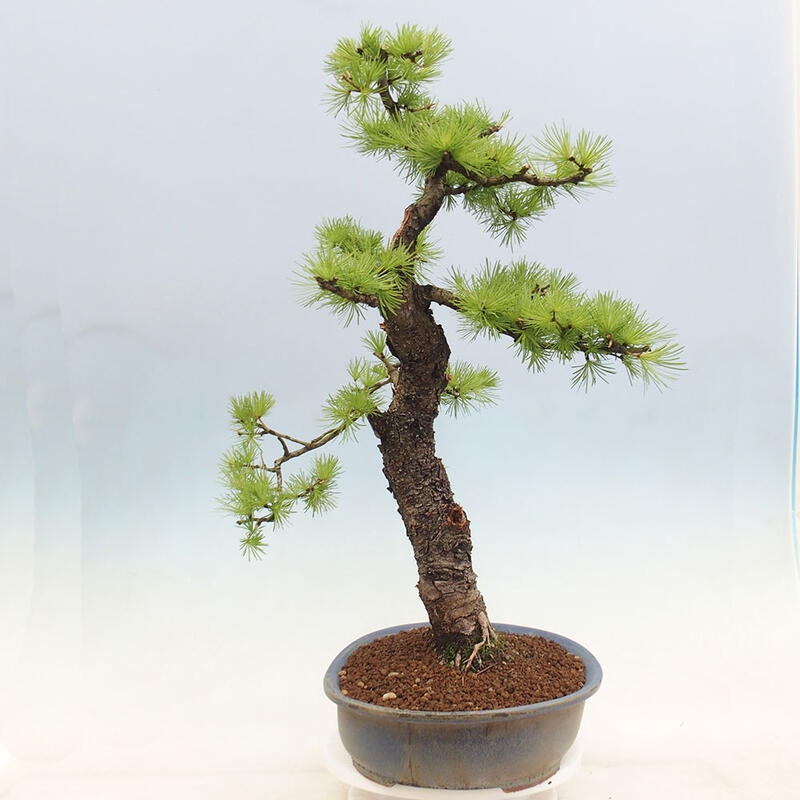 Venkovní bonsai -Larix decidua - Modřín opadavý