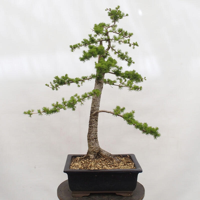 Venkovní bonsai -Larix decidua - Modřín opadavý