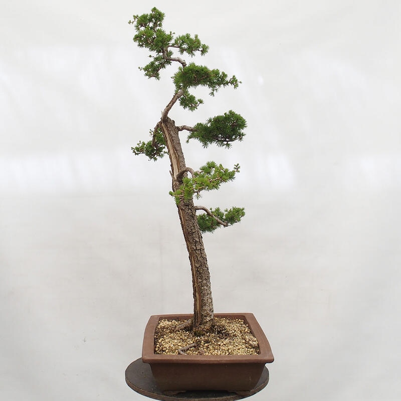 Venkovní bonsai -Larix decidua - Modřín opadavý