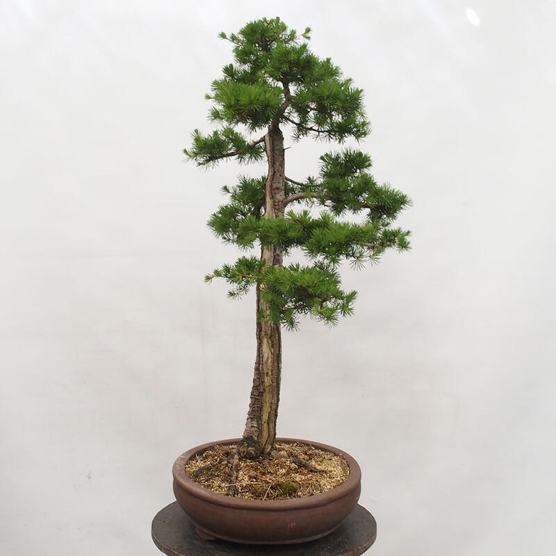 Venkovní bonsai -Larix decidua - Modřín opadavý