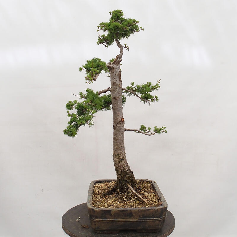 Venkovní bonsai -Larix decidua - Modřín opadavý