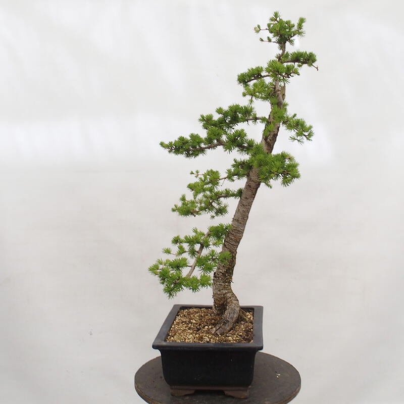 Venkovní bonsai -Larix decidua - Modřín opadavý