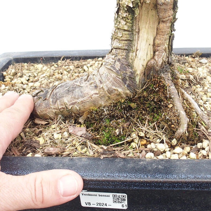 Venkovní bonsai -Larix decidua - Modřín opadavý