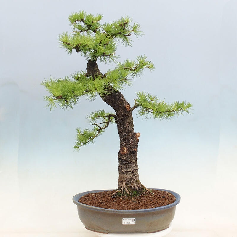 Venkovní bonsai -Larix decidua - Modřín opadavý