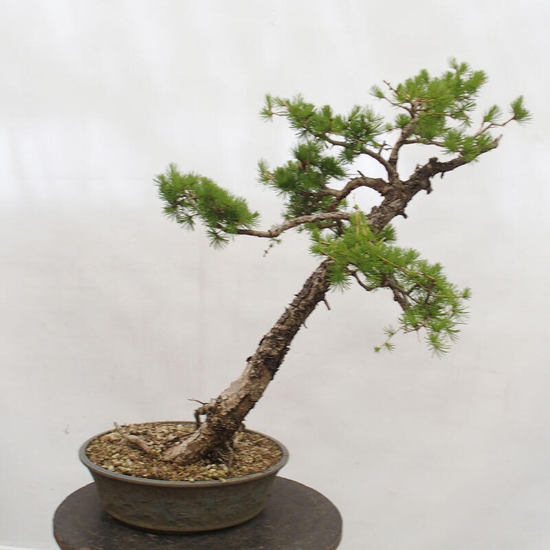 Venkovní bonsai -Larix decidua - Modřín opadavý