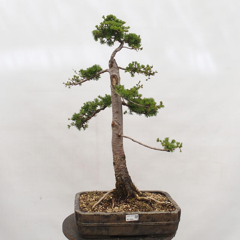 Venkovní bonsai -Larix decidua - Modřín opadavý