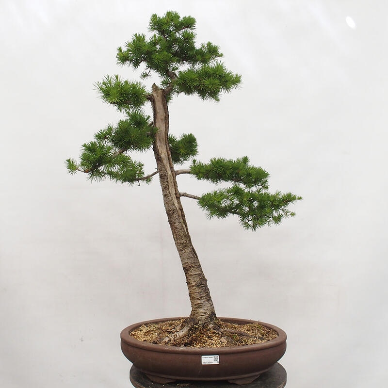 Venkovní bonsai -Larix decidua - Modřín opadavý