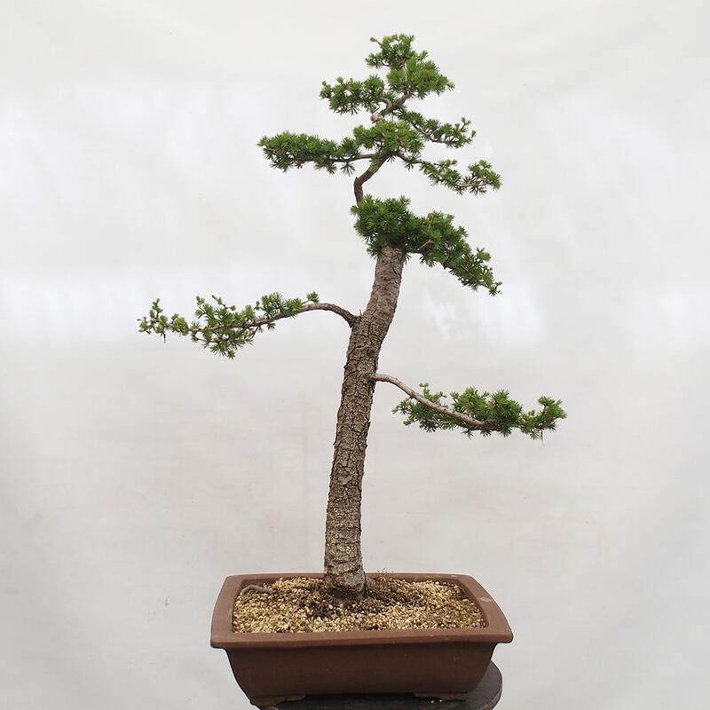 Venkovní bonsai -Larix decidua - Modřín opadavý