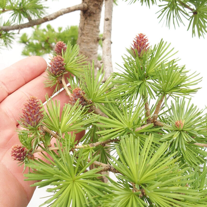 Venkovní bonsai -Larix decidua - Modřín opadavý