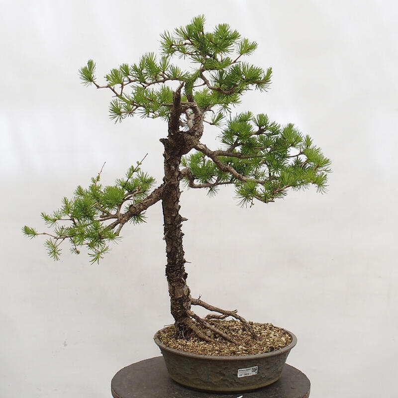 Venkovní bonsai -Larix decidua - Modřín opadavý