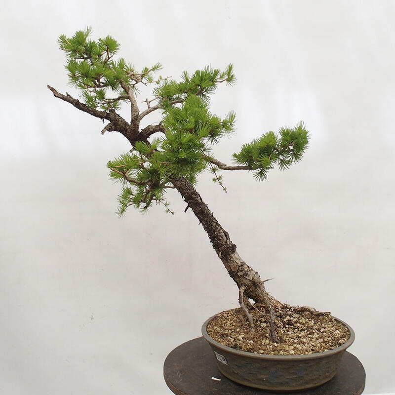 Venkovní bonsai -Larix decidua - Modřín opadavý