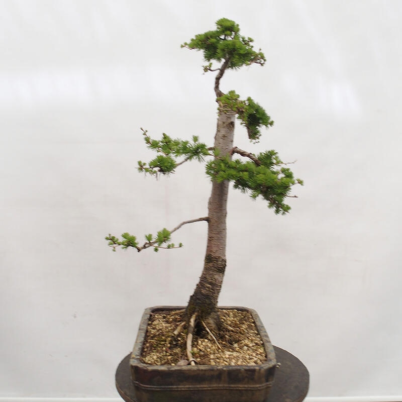 Venkovní bonsai -Larix decidua - Modřín opadavý