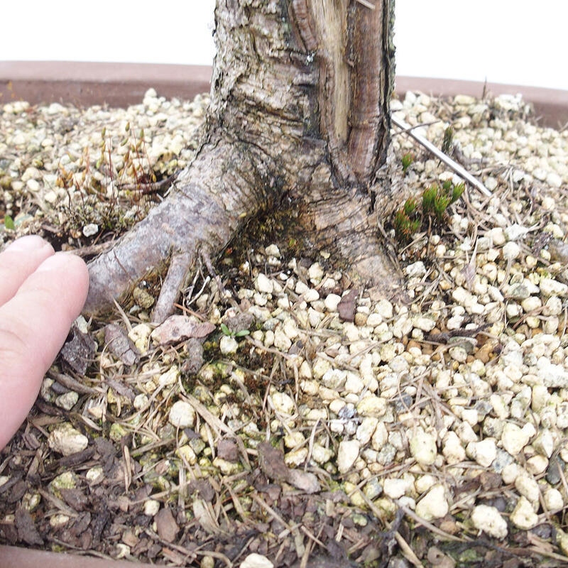 Venkovní bonsai -Larix decidua - Modřín opadavý