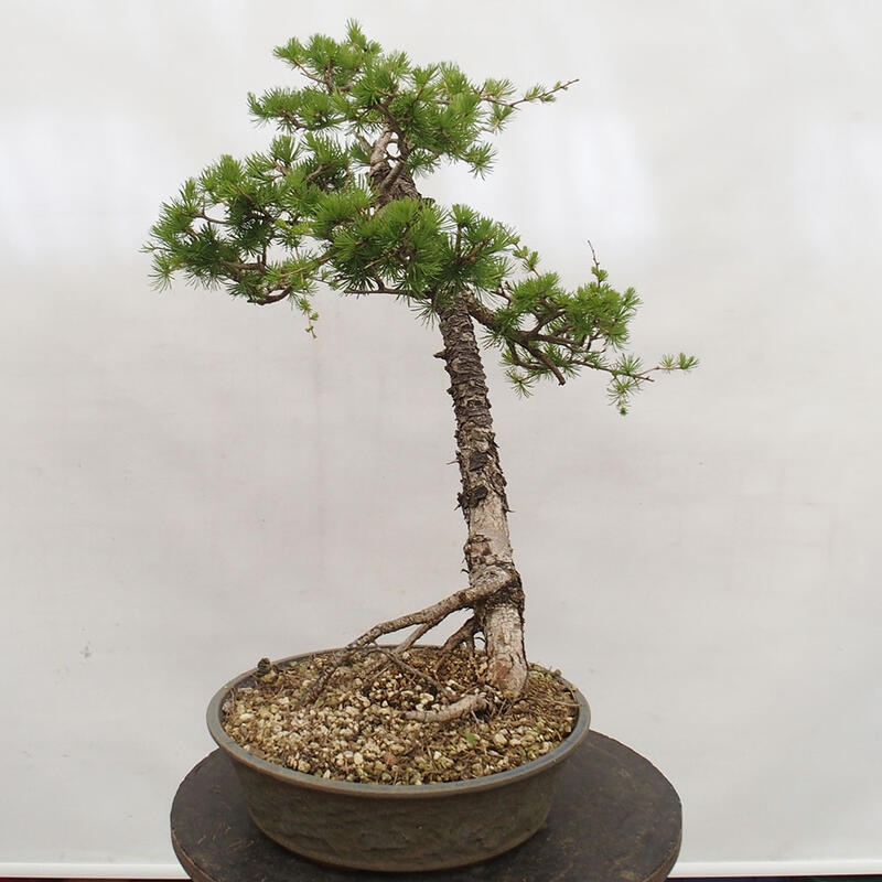 Venkovní bonsai -Larix decidua - Modřín opadavý