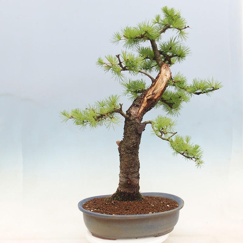 Venkovní bonsai -Larix decidua - Modřín opadavý