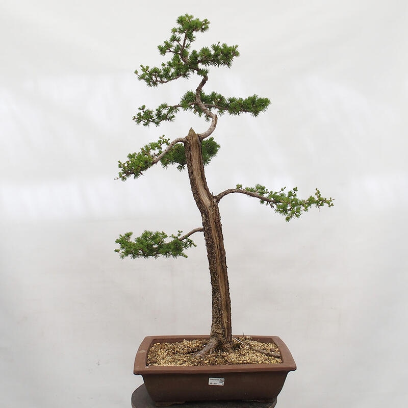 Venkovní bonsai -Larix decidua - Modřín opadavý