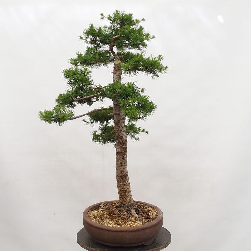 Venkovní bonsai -Larix decidua - Modřín opadavý