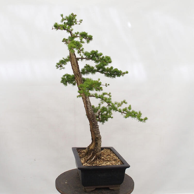 Venkovní bonsai -Larix decidua - Modřín opadavý