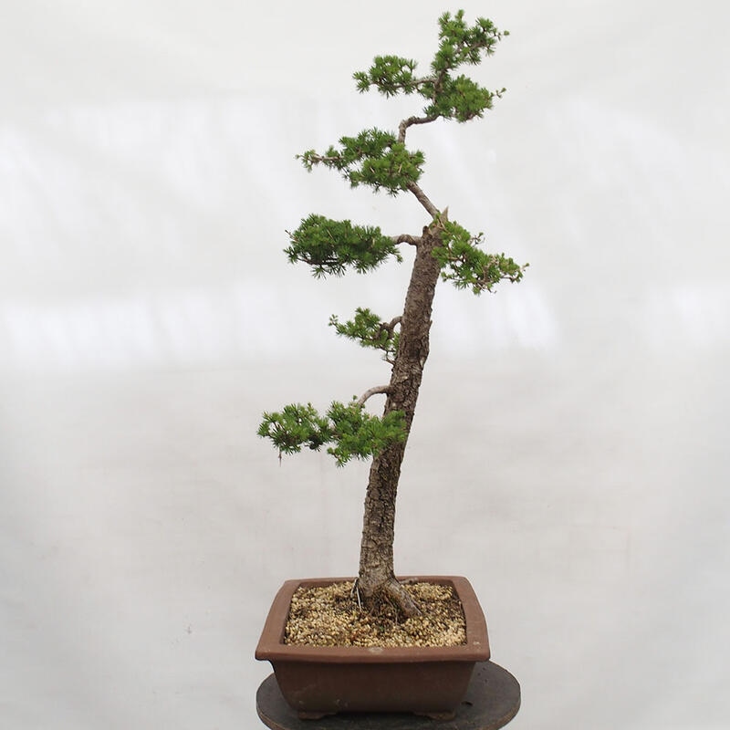 Venkovní bonsai -Larix decidua - Modřín opadavý