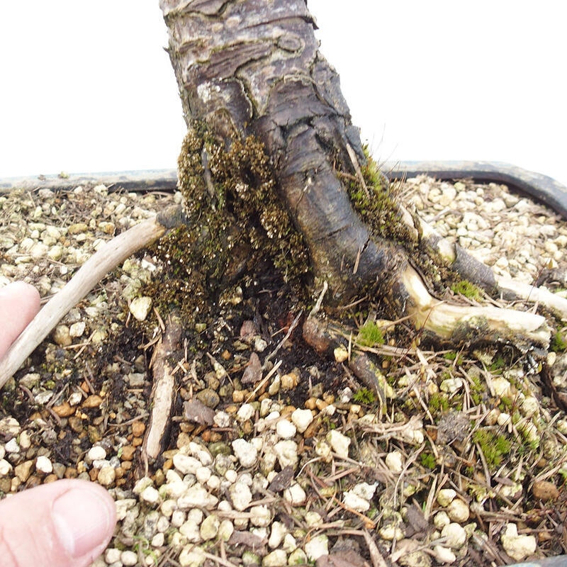 Venkovní bonsai -Larix decidua - Modřín opadavý