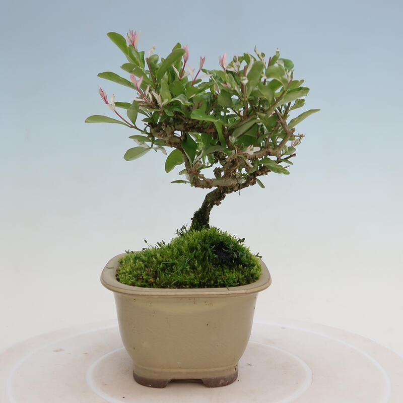 Venkovní bonsai - Ligustrum obtusifolium - Ptačí zob tupolistý