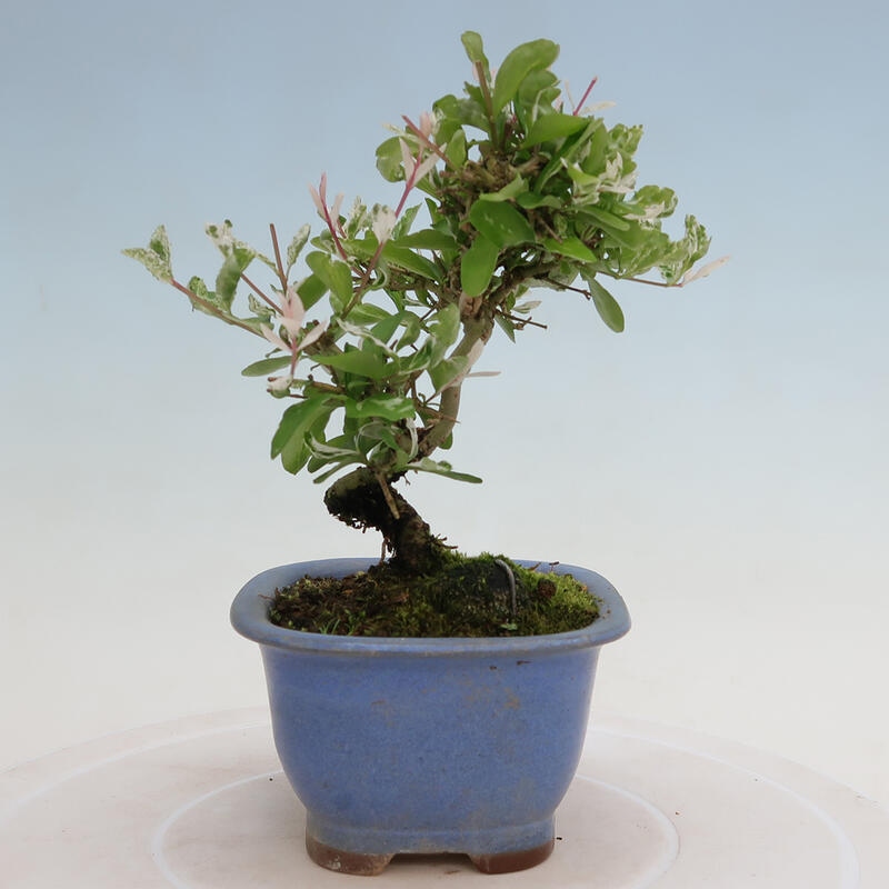 Venkovní bonsai - Ligustrum obtusifolium - Ptačí zob tupolistý