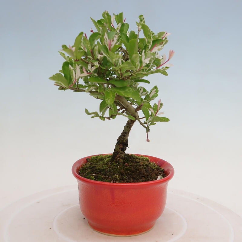 Venkovní bonsai - Ligustrum obtusifolium - Ptačí zob tupolistý