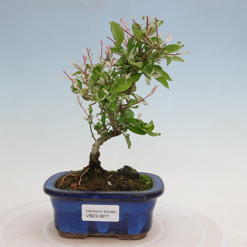 Venkovní bonsai - Ligustrum obtusifolium - Ptačí zob tupolistý