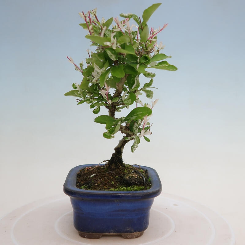 Venkovní bonsai - Ligustrum obtusifolium - Ptačí zob tupolistý