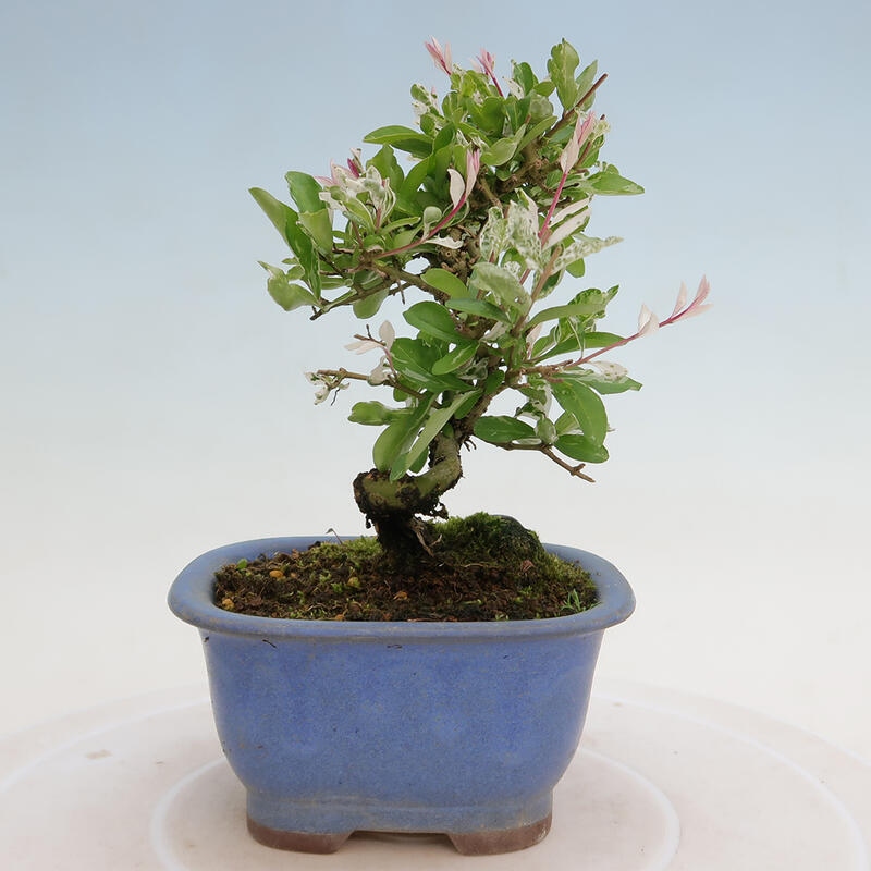 Venkovní bonsai - Ligustrum obtusifolium - Ptačí zob tupolistý