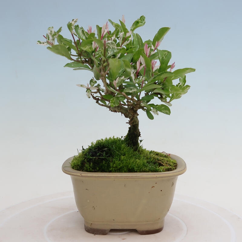 Venkovní bonsai - Ligustrum obtusifolium - Ptačí zob tupolistý