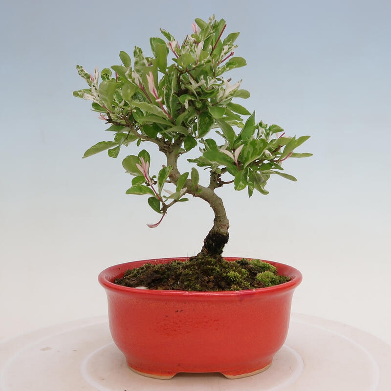 Venkovní bonsai - Ligustrum obtusifolium - Ptačí zob tupolistý