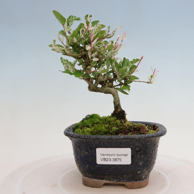 Venkovní bonsai - Ligustrum obtusifolium - Ptačí zob tupolistý