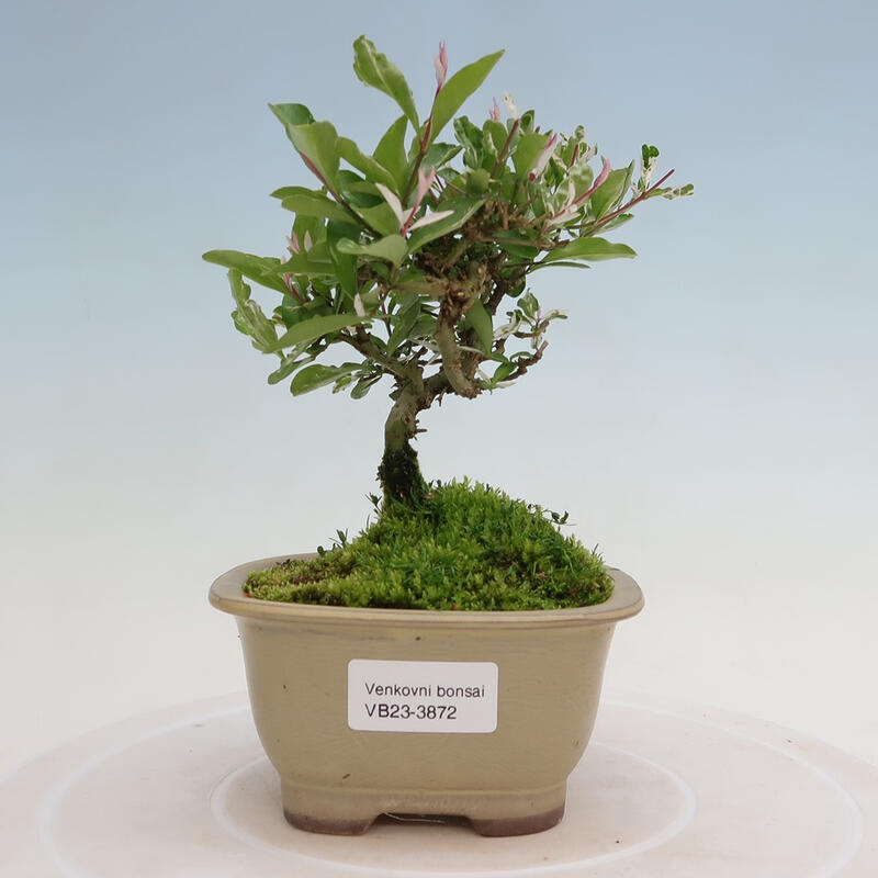 Venkovní bonsai - Ligustrum obtusifolium - Ptačí zob tupolistý