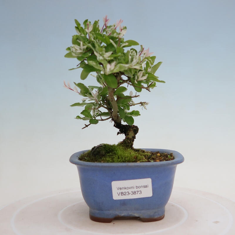 Venkovní bonsai - Ligustrum obtusifolium - Ptačí zob tupolistý