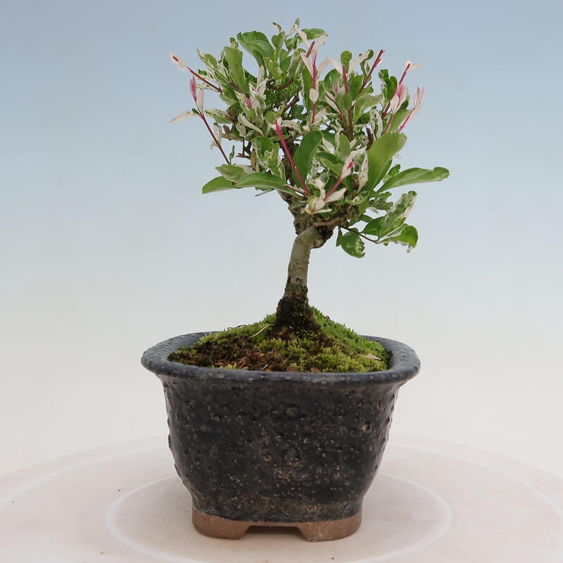 Venkovní bonsai - Ligustrum obtusifolium - Ptačí zob tupolistý