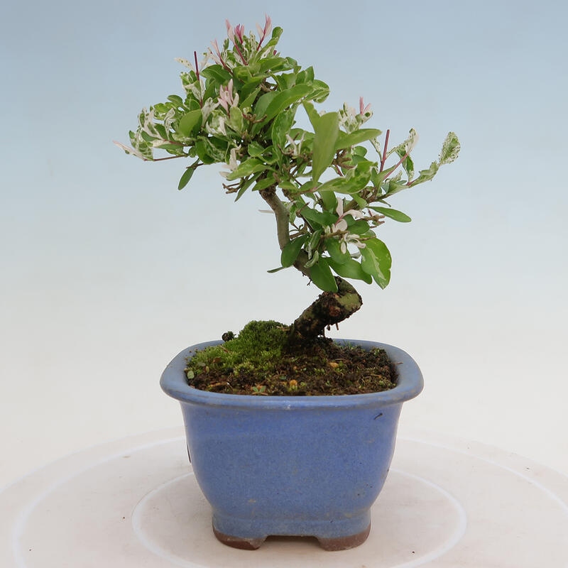 Venkovní bonsai - Ligustrum obtusifolium - Ptačí zob tupolistý