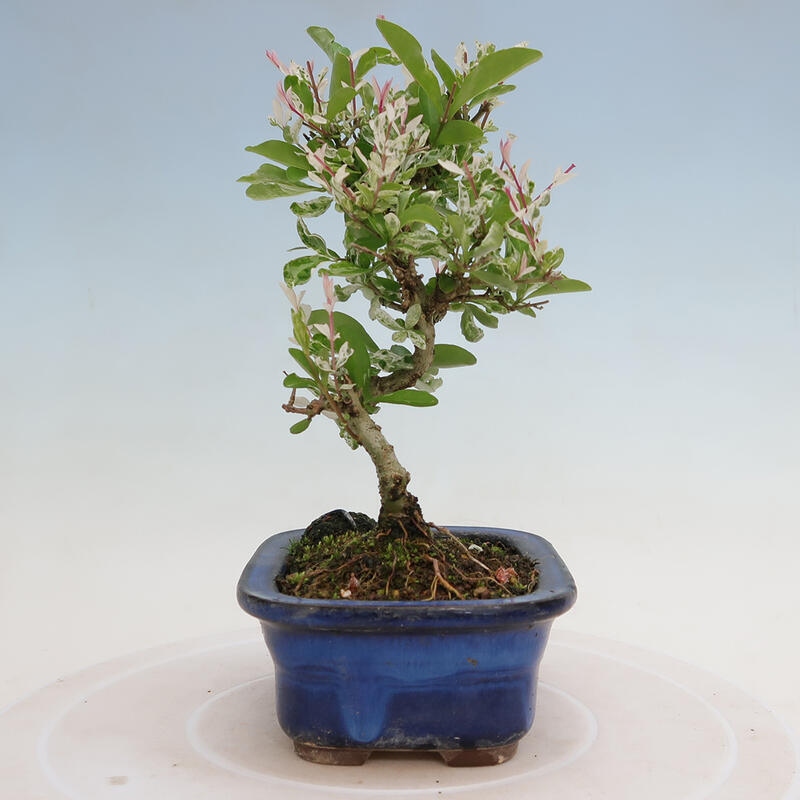 Venkovní bonsai - Ligustrum obtusifolium - Ptačí zob tupolistý