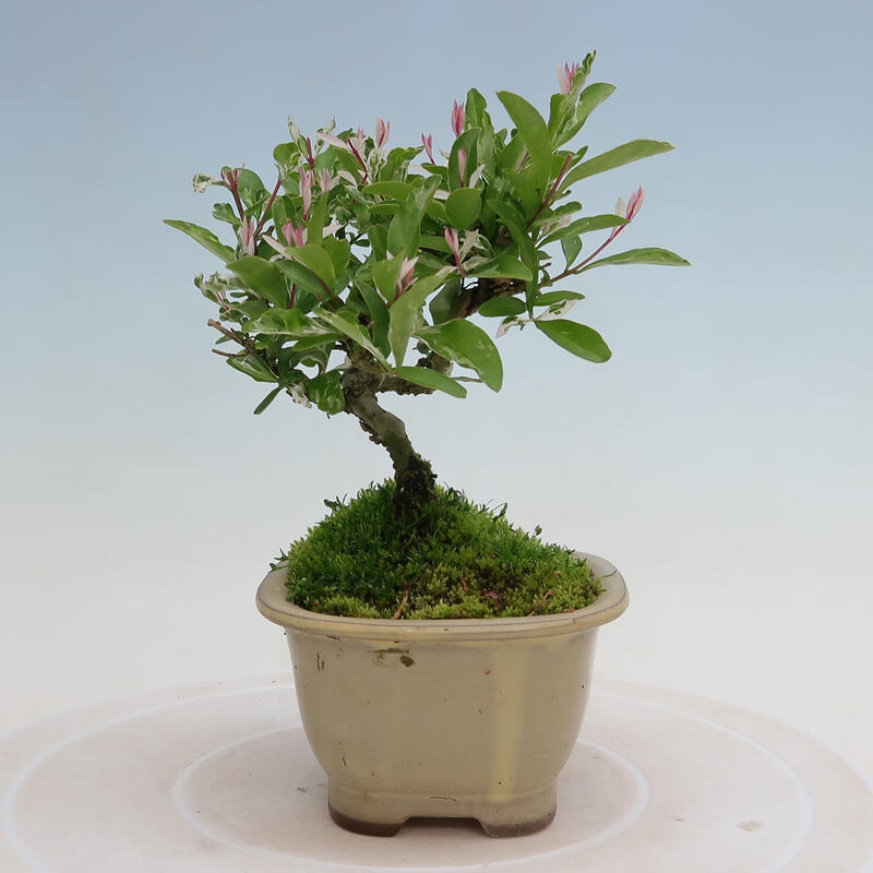 Venkovní bonsai - Ligustrum obtusifolium - Ptačí zob tupolistý