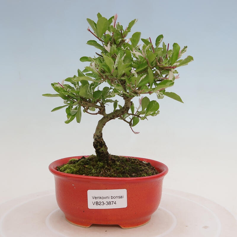 Venkovní bonsai - Ligustrum obtusifolium - Ptačí zob tupolistý